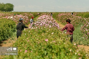 برداشت گل محمدی از مزارع قم