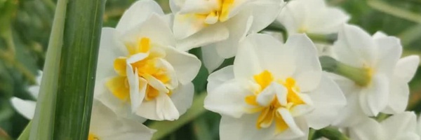 تصویر سربرگ نمایه‌ی ‌طیبه خسروی‌