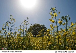 مزرعه دانه های روغنی کلزا در استان گلستان