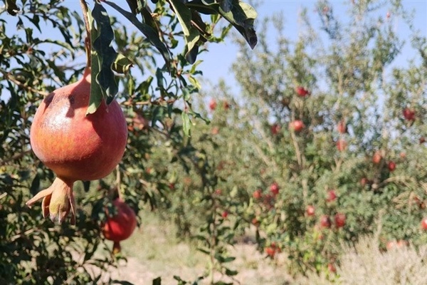 انار