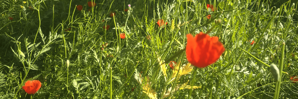 تصویر سربرگ نمایه‌ی ‌فاطمه حقیقت‌
