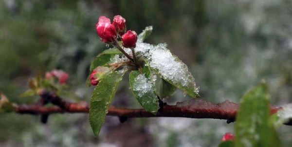 سرمازدگی بهاره