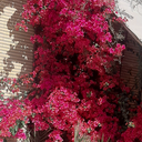 تصویر نمایه‌ی ‌maryam mohsenian‌