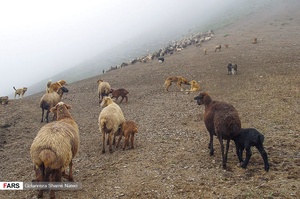 بازگشت دامها از محل چرا