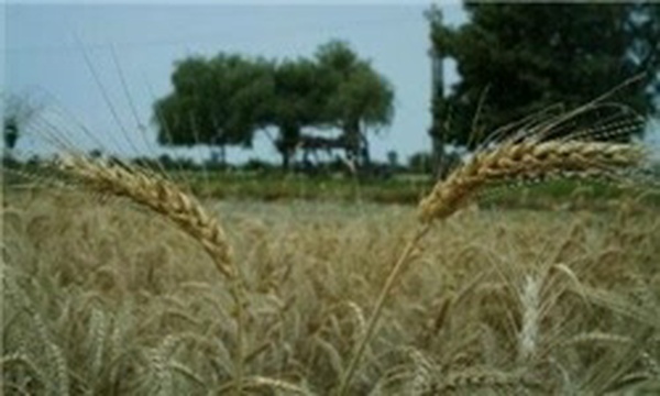 کشت گندم در هیرمند