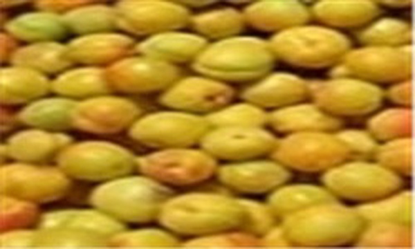 برداشت زردآلو در زاهدان