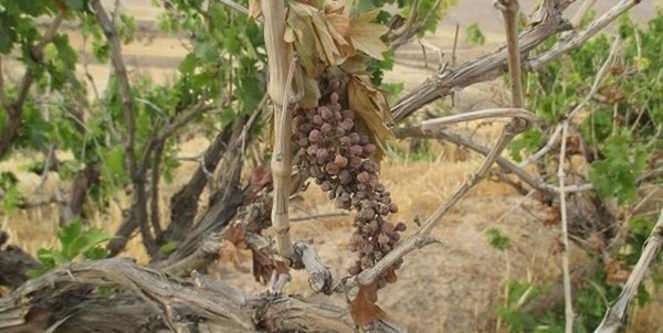انگور