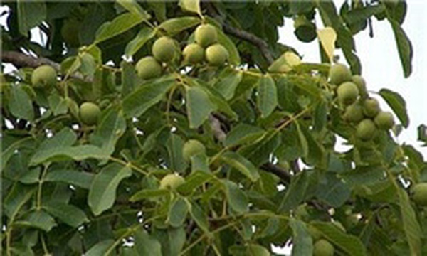 گردو