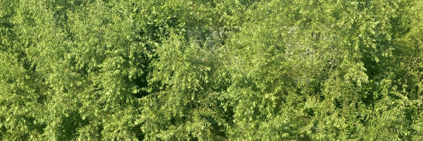 تصویر سربرگ نمایه‌ی ‌محمدرحیم آقاجانی‌