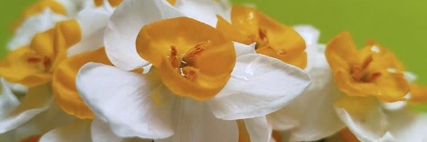 تصویر سربرگ نمایه‌ی ‌مهین ممبنی‌