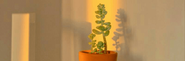 تصویر سربرگ نمایه‌ی ‌نیما‌