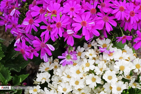 گل‌های بهاری مهمان‌خانه اصفهانی‌ها