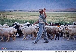 دامداری در روستاهای ایلام