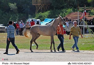 نوزدهمین جشنواره ملی زیبائی اسب اصیل عرب در اهواز