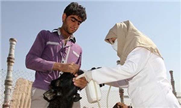 واکسیناسیون دام در چناران
