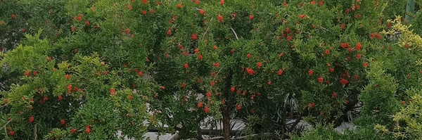 تصویر سربرگ نمایه‌ی ‌سکینه عباسی‌