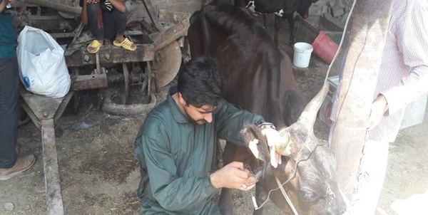 دامپزشکی
