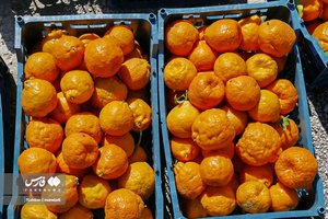 نارنگیِ  «سیاهو» 