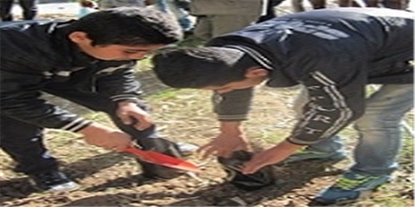 کاشت نهال