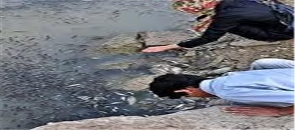 مرگ ماهی4