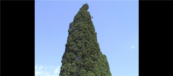 درخت سرو هزار ساله هرزویل منجیل رودبار