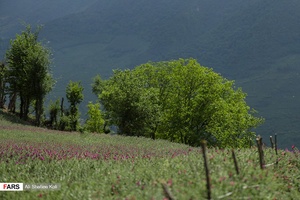 برداشت گل گاو زبان در گیلان