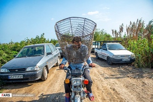 ماهیگیری سنتی در آب‌بندان روستای رودبست شهرستان بابلسر
