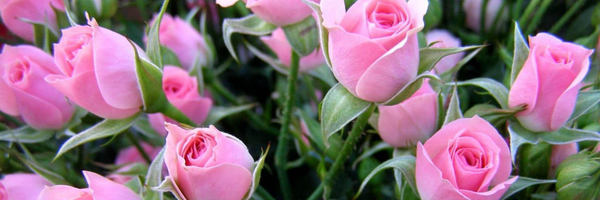 تصویر سربرگ نمایه‌ی ‌مرتضی کشاورز‌