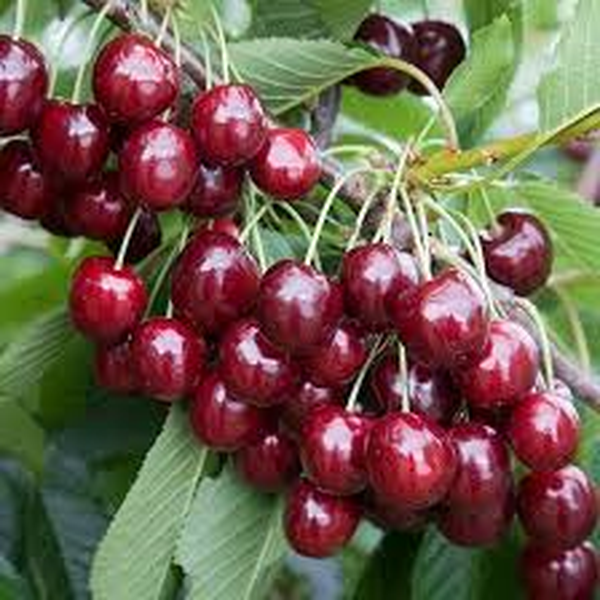 آلبالو- تبریز