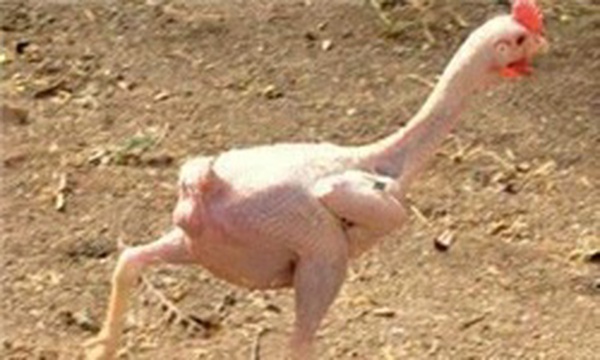 مرغ