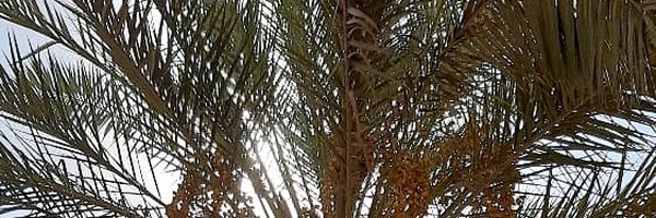 تصویر سربرگ نمایه‌ی ‌حمدان مقدم‌