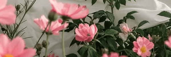تصویر سربرگ نمایه‌ی کاربر