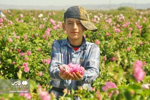 برداشت گل محمدی از مزارع قم