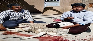 ذبح دام در خراسان شمالی