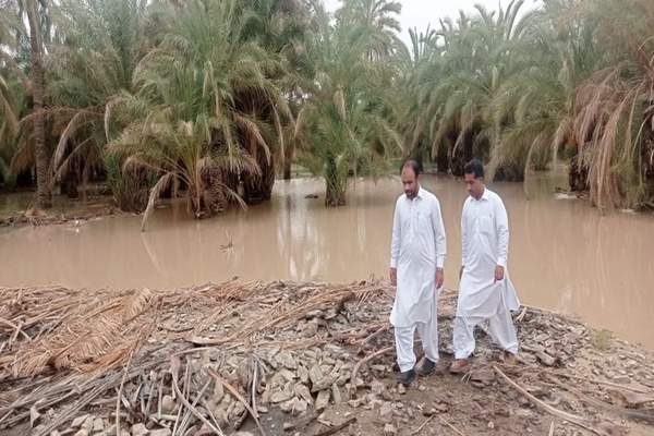 خسارت خرما