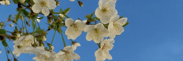 تصویر سربرگ نمایه‌ی ‌NDA H‌