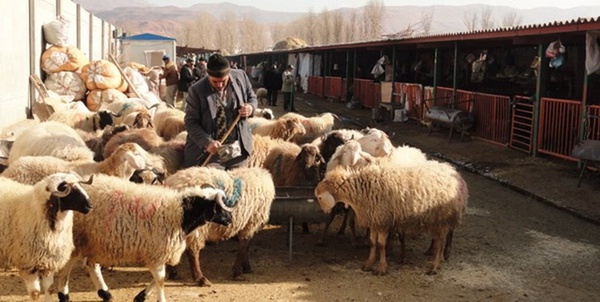 دامداری