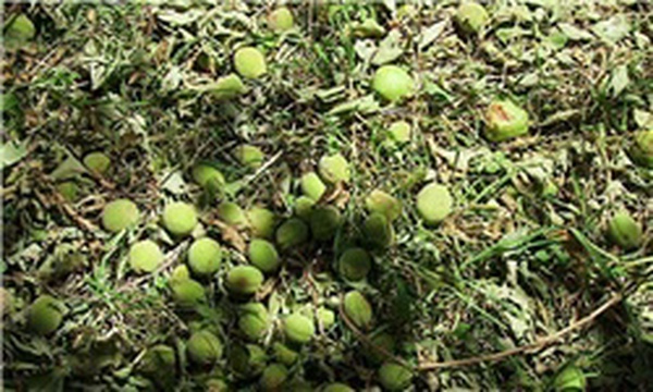 خسارت سیل