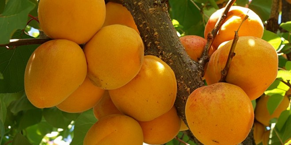 زردالو