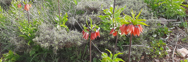 تصویر سربرگ نمایه‌ی ‌احمد فروزبخش‌