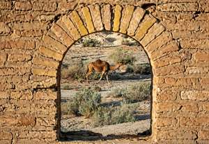 Camels in Kavir National Park - The Architecture of the Windows at Deir-e Gachin Sassanid Caravanserai