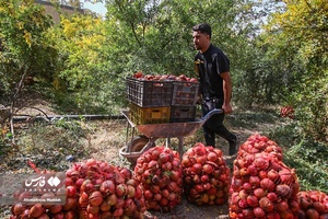برداشت انار از باغات «فاروق» 