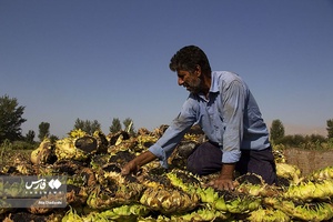 خوی شهر آفتابگردان ها