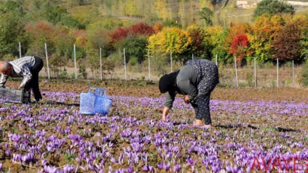 طلای سرخ در دل کوهستان‌های مازندران