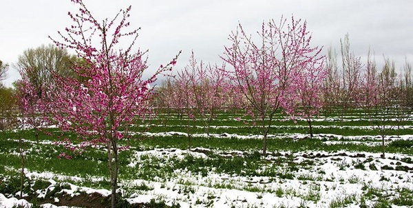 یخ زدگی درختان