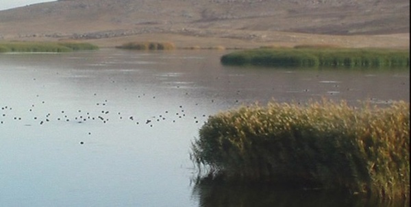بیشه دالان
