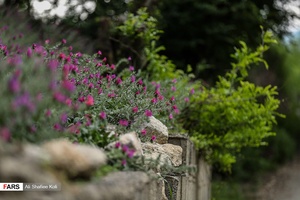برداشت گل گاو زبان در گیلان