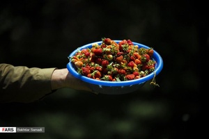  توت فرنگی یکی محصولات باغی  از روستاهای منطقه هورامان است
