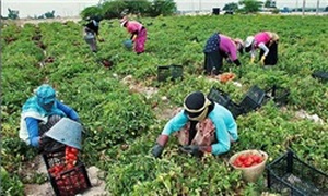 کشاورزی