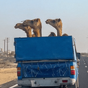 تصویر نمایه‌ی ‌زارک ماکربرگ‌